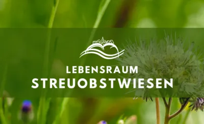 Lebensraum Streuobstwiesen – Wiesenblumen und Gräser aus der Nähe