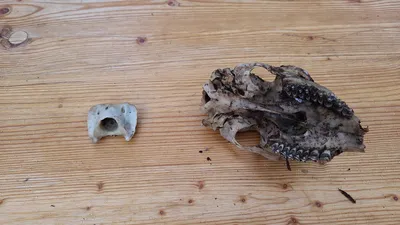 Mit dem Jäger und der Wildtierschützerin durch Bünzwanger Forst