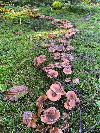 Jägertour im Herbst