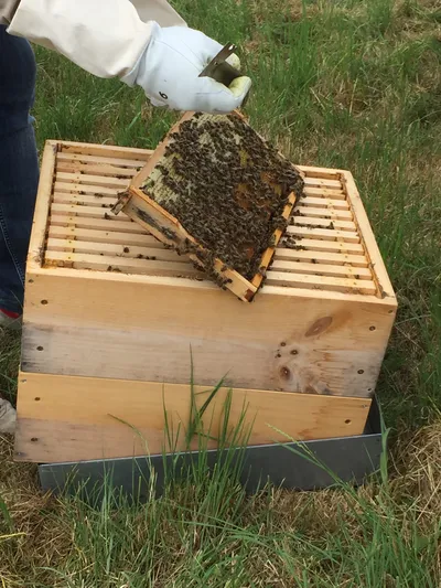 Bei den Honigbienen