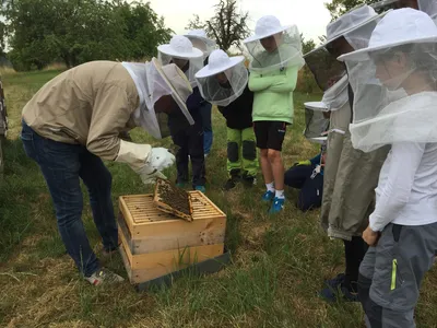 Bei den Honigbienen