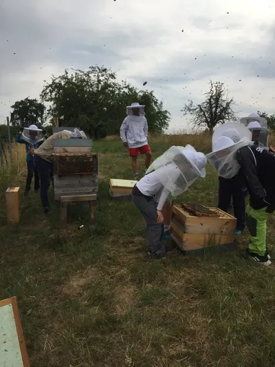 Bei den Honigbienen