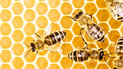 Bei den Honigbienen